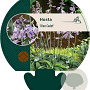 Hosta 'Blue Cadet' GM P9