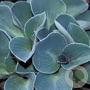 Hosta 'Blue Mouse Ears' GM P9