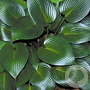 Hosta 'Devon Green' GM P9