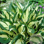 Hosta 'Fire and Ice' GM P9