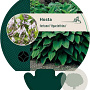 Hosta 'Fortunei Hyacinthina' GM P9