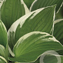 Hosta 'Francee' GM P9