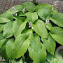 Hosta 'Green Acres' GM P9