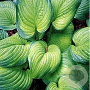 Hosta 'Guacamole' GM P9
