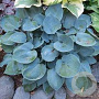 Hosta 'Hadspen Blue' GM P9