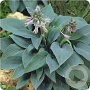 Hosta 'Halcyon' GM P9