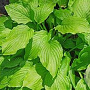 Hosta 'Honeybells' GM P9