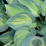 Hosta 'June' GM P9