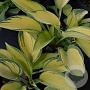 Hosta 'June' GM P9