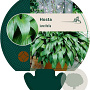 Hosta lancifolia GM P9