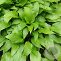 Hosta lancifolia GM P9