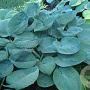 Hosta 'Love Pat' GM P9