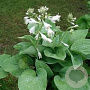 Hosta plantaginea grandiflora GM P9