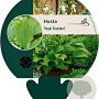 Hosta 'Royal Standard' GM P9