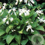 Hosta 'Royal Standard' GM P9