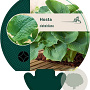 Hosta sieboldiana GM P9