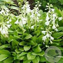 Hosta 'Snowflakes' GM P9