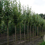 Acer rubrum 'Brandywine' 10-12 HO draadkluit