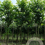 Acer rubrum 'Brandywine' 12-14 HO draadkluit