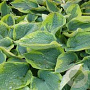 Hosta 'Tokudama Flavocircinalis' GM P9