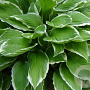 Hosta 'Undulata Albomarginata' GM P9