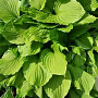 Hosta 'Undulata Erromena' GM P9