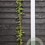 Akebia quinata 150-175 cm vierkant rond 5,5L