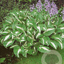 Hosta 'Undulata Mediovariegata' GM P9