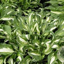 Hosta 'Undulata Mediovariegata' GM P9