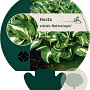 Hosta 'Undulata Mediovariegata' GM P9
