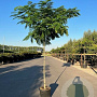 Albizia julibrissin 14-16 HO draadkluit 225 cm stam Beveerd