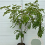 Albizia julibr. Ombrella 150-200 cm 25L meerstammig