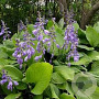 Hosta ventricosa GM P9
