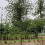 Alnus glutinosa 'Imperialis' 10-12 HO draadkluit
