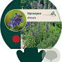Hyssopus officinalis GM P9
