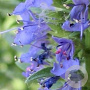 Hyssopus officinalis GM P9
