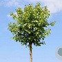Betula p. 'Globe' 12-14 cm 50L 225 cm stam