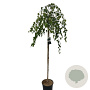 Betula p. 'Youngii' 150 cm stam 12L