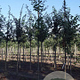 Betula pubescens 10-12 HO draadkluit
