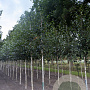 Betula utilis 'Doorenbos' 14-16 HO Cocoskluit