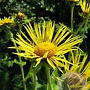 Inula helenium GM P9