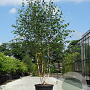 Betula utilis jacquemontii 250-300 cm cont. 110L