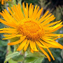 Inula orientalis GM P9