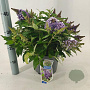 Buddleja d. B. Candy Lila Sweeth. 30-40 cm 5,0L