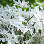 Ipheion uniflorum GM P9