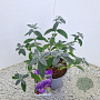 Buddleja Free Petite Blue Heaven 40-45 cm 2,5L