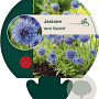 Jasione laevis 'Blaulicht' GM P9