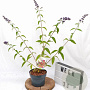 Buddleja weyer. 'Flower Power' 40-50 cm 2,0L