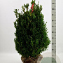Buxus sempervirens 45-50 cm met kluit bol