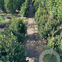 Buxus sempervirens 50-60 cm met kluit